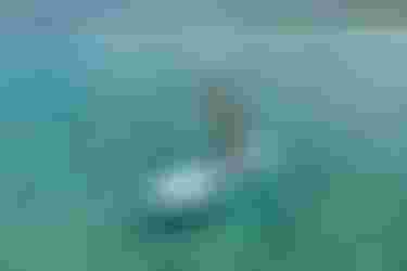 DTS-Duotone-Flow-Air-SLS-Guadeloupe-2026@TobyBromwich--4_lowerres